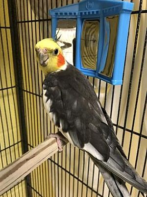 cockatiels for adoption near me