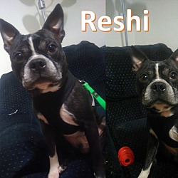 Photo of Reshi
