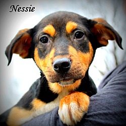 Thumbnail photo of Nessie ~ meet me! #1
