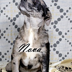 Thumbnail photo of Nova~adopted! #2