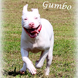 Thumbnail photo of Gumbo ~ meet me! #2