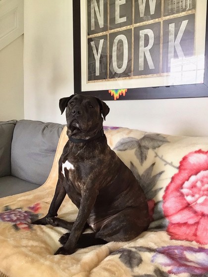 Photo of Bella - In Foster