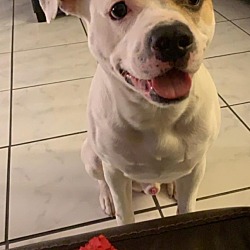 Photo of Onyx