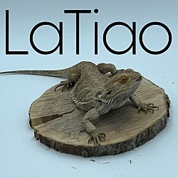 Photo of LaTiao