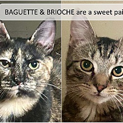Thumbnail photo of Baguette & Brioche #1