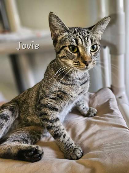 Photo of Jovie