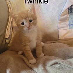 Photo of Twinkie