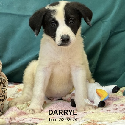 Photo of Darryl-35174