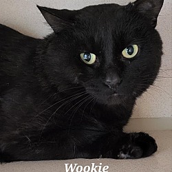 Photo of Wookie