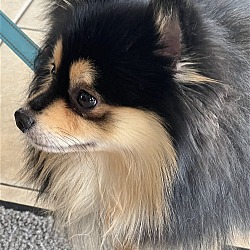 Photo of Cosmo