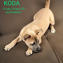 Thumbnail photo of Koda #2