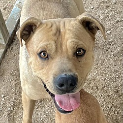 bonded pet photo