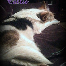 Thumbnail photo of Callie #4