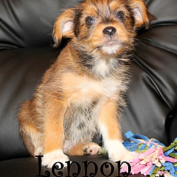 Thumbnail photo of Lennon~adopted! #2