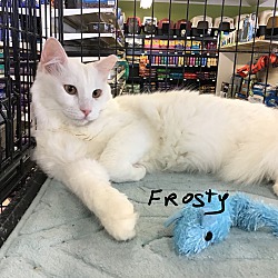 Thumbnail photo of Frosty #1