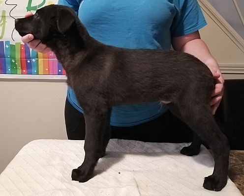 Bowmanville On Belgian Malinois Meet Gomez A Pet For Adoption