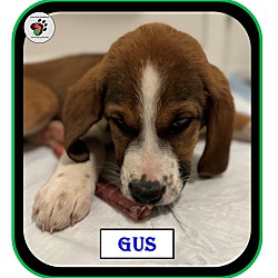 Thumbnail photo of Gus - The "G" Litter #1