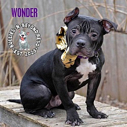 Thumbnail photo of Wonder #4