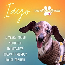 Thumbnail photo of Iago #1
