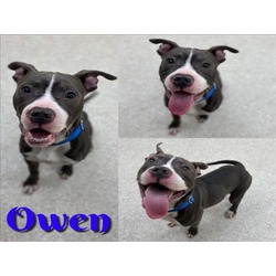 Photo of OWEN