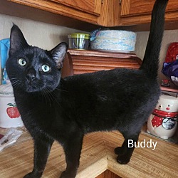 Photo of Buddy