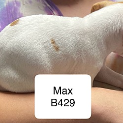 Thumbnail photo of Max B429 #2