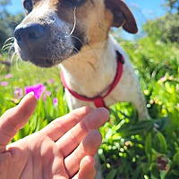 adopt a pet