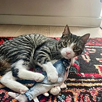 adopt a pet