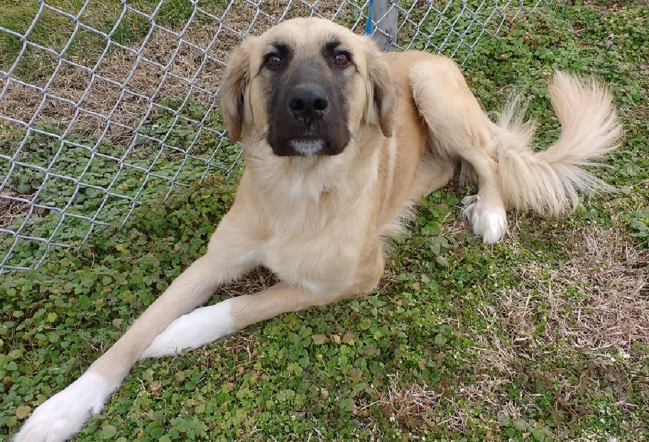 Cannelton In German Shepherd Dog Meet Comet A Pet For Adoption