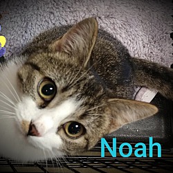 Photo of NOAH