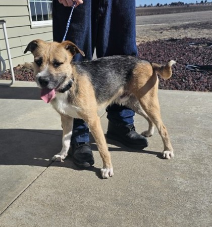 Larned, KS - Border Terrier. Meet Houdini a Pet for Adoption ...