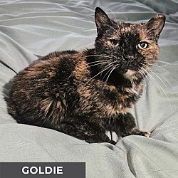 Thumbnail photo of Goldie #2