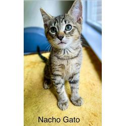 Thumbnail photo of Nacho Gato #1