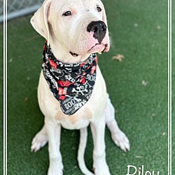 Thumbnail photo of RILEY - see video #3