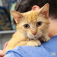 adopt a pet