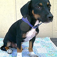 adopt a pet