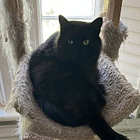 adopt-pet