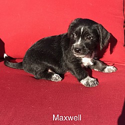 Thumbnail photo of Maxwell #2