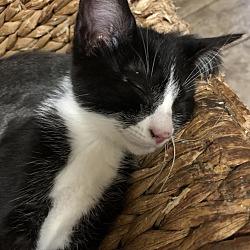 Photo of Kitten (Koharu)