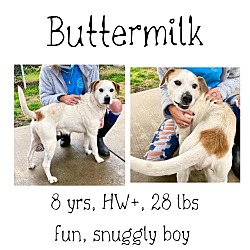 Thumbnail photo of Buttermilk #1