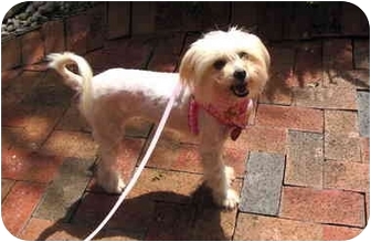 Ocala Fl Maltese Meet Maggy A Pet For Adoption