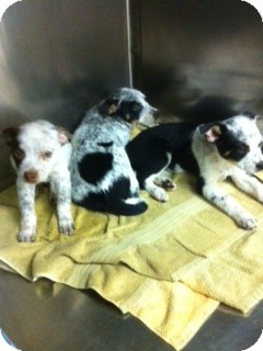 Richmond Ky Australian Cattle Dog Meet Blue Heeler Puppies A Pet For Adoption Adoptapet Com