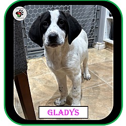 Thumbnail photo of Gladys - The "G" Litter #4
