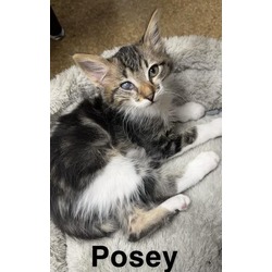 Photo of *POSEY