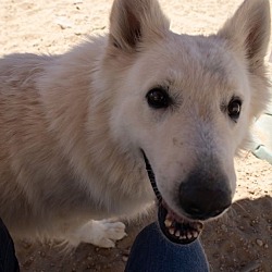 Thumbnail photo of Rocky Bonded with Snowy #1