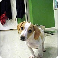 lemon beagle mix