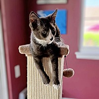adopt a pet