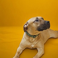 adopt a pet