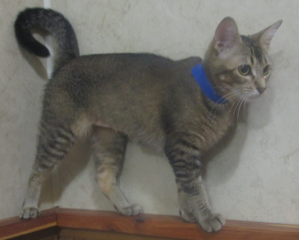 Witter, AR - Abyssinian. Meet Blossom (Abyssinian mix) a Cat for ... Witter, AR - Abyssinian. Meet Blossom (Abyssinian mix) a Cat for ...