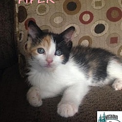 Thumbnail photo of Piper - Adopted FTA Aug 2016 #2